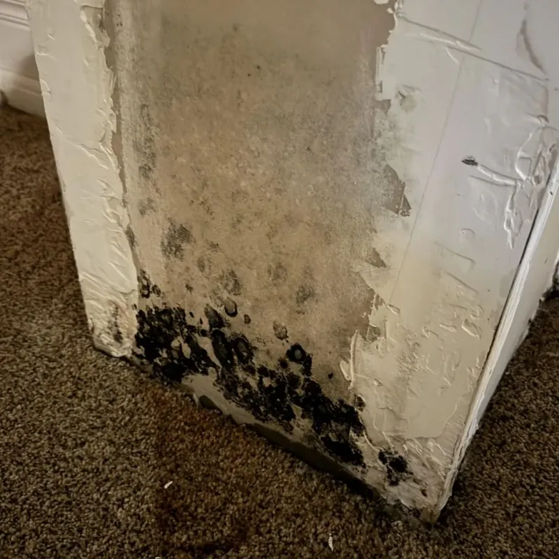 Professional Mold Removal in City of Newport News, VA